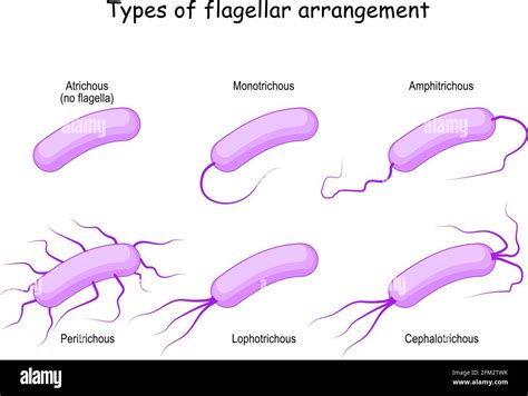 Flagellum microscope hi-res stock photography and images - Alamy