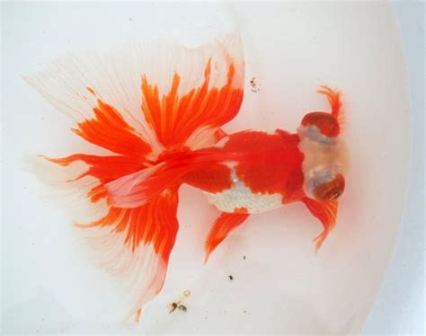 BUTTERFLY GOLDFISH | Freshwater aquarium fish, Goldfish, Goldfish types