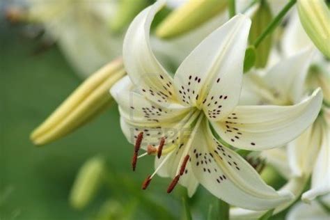 white tiger lily | White lilies, Lily wallpaper, Tiger lily