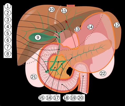 Gallbladder Pain Location Diagram - exatin.info