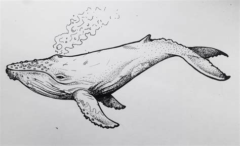 17 Easy Whale drawing sketch for Learning | Creative Sketch Art Design