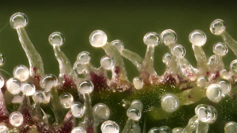 Chemical factories: cannabis trichomes under the microscope