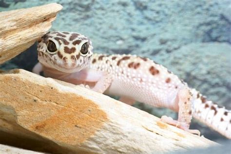 10 Baby Leopard Gecko Care & Feeding Tips for Beginners