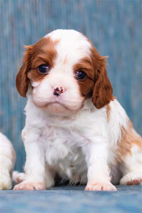 Cavalier King Charles Spaniel Puppies (19 cute pups) - Talk to Dogs