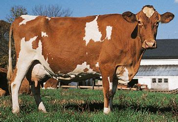 Guernsey | breed of cattle | Britannica.com