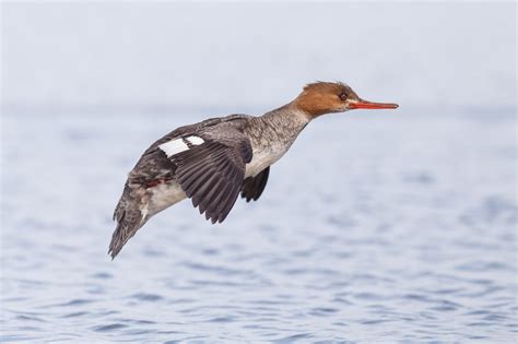 Waterfowl Migration has Begun.