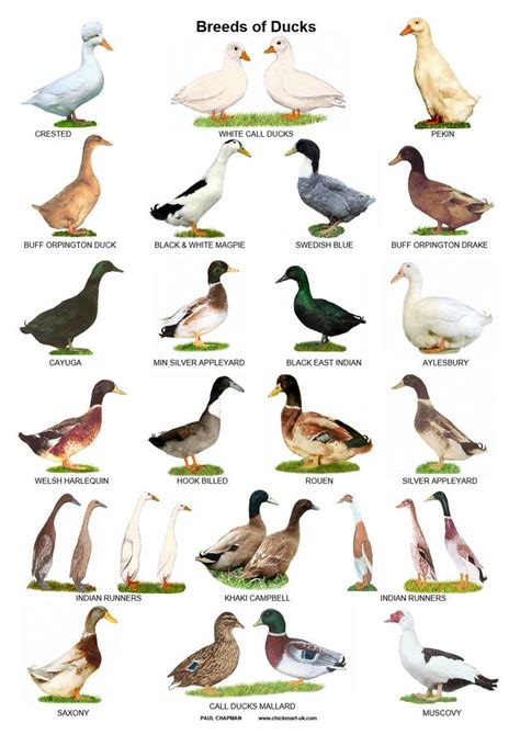 A3 Posters of Pigeons Poultry Ducks and Rabbits - Etsy | Duck breeds ...