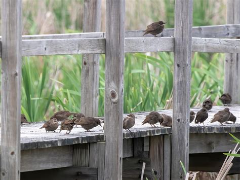 Red-winged Blackbird Nesting (All You Need To Know) | Birdfact