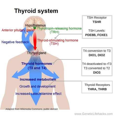 Thyroid Hormone Levels and Your Genes – Genetic Lifehacks