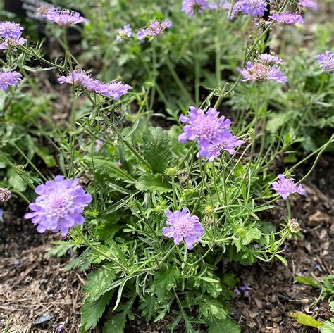 Scabiosa ‘Butterfly Blue’ (Pincushion Flwr) - Cavano's Perennials