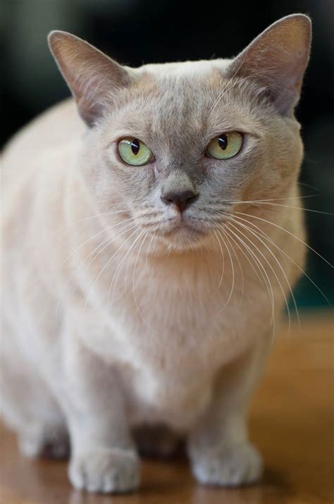 Burmese cat | DinoAnimals.com