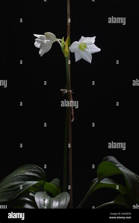 Lily flower photography Stock Photo - Alamy