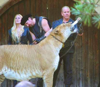 Are Ligers Being Intentionally Bred?