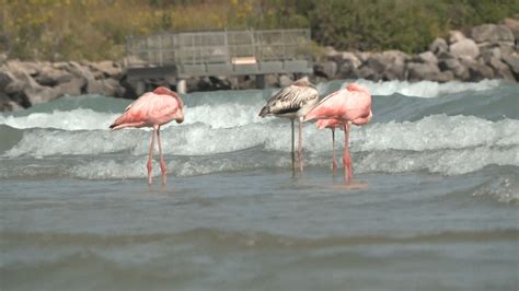 Flamingos sighted in Wisconsin for first time ever – NBC Bay Area