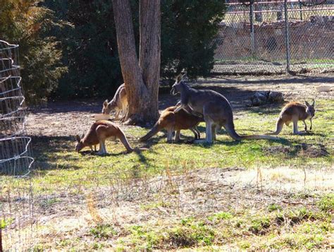 Pueblo, Colorado: Pueblo Zoo photo, picture, image