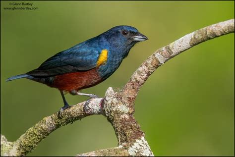 Chestnut-bellied Euphonia | Focusing on Wildlife