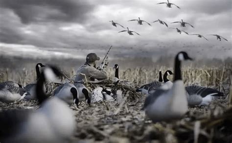 Guide to goose hunting - Lucky-Hunter