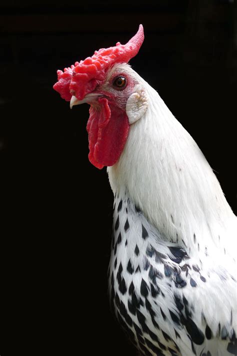 Silver Spangled Hamburg Chicks for Sale | Chickens For Backyards