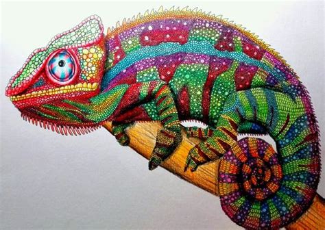 Realistic Chameleon Drawing