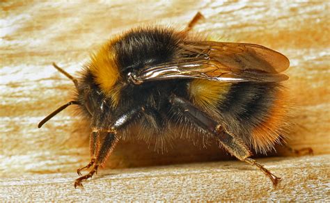 File:Early Bumble Bee (Bombus pratorum) queen (13043911623).jpg ...