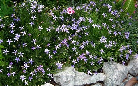 Blue Star Creeper -Laurentia Axillaris,Flowers vine Seeds | Creepers ...