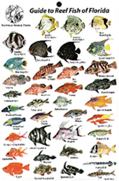 Guide to Reef Fish Florida ID Card Travel 6x9 B202 - Walmart.com