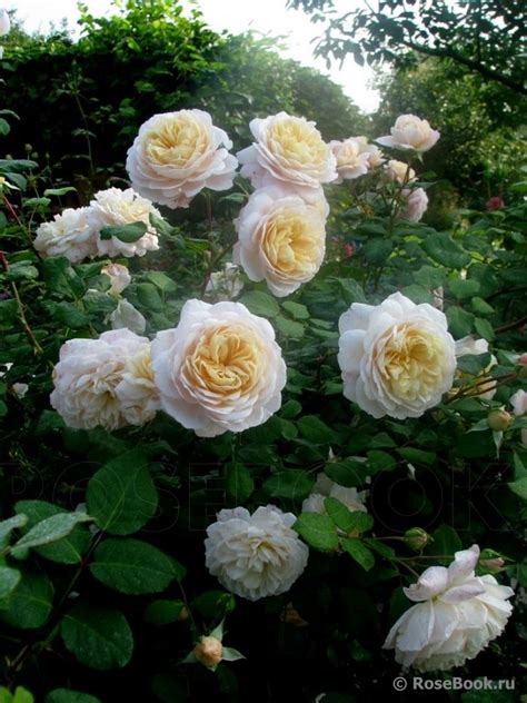 Crocus Rose® David Austin Roses, Little Rose, English Roses, Crocus ...