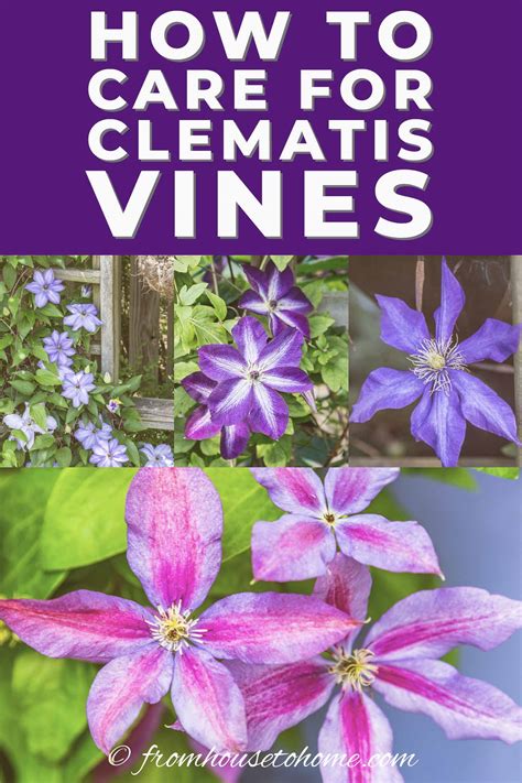 Clematis Vine Care: Planting, Growing and Pruning Tips