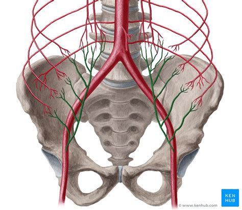 Inferior epigastric artery: Anatomy, branches, supply | Kenhub