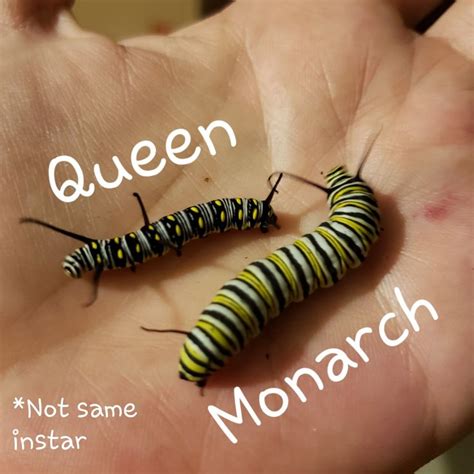 Queen butterfly caterpillar vs. Monarch butterfly caterpillar *Note ...