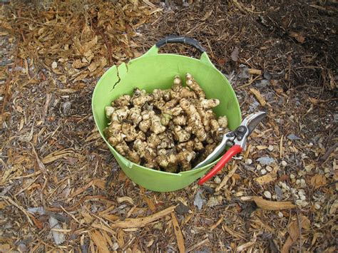 Harvesting Jerusalem Artichokes - Gardenerd | Jerusalem artichoke ...