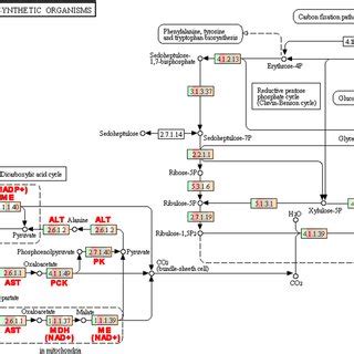 Genes identified for coding enzymes in CO2 fixation pathways in algal ...