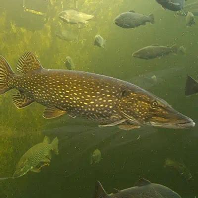 Facts & Guide to Northern Pike (Esox lucius) - Pond Informer