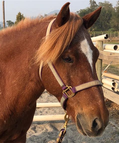 California Horse Owner Goes Full "Tolt" for the Icelandic Horse