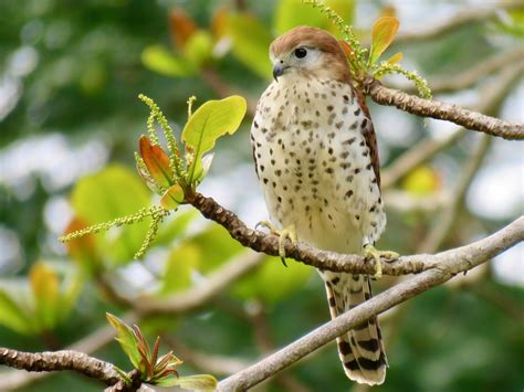 Mauritius Kestrel - eBird