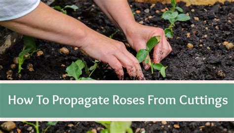 How To Propagate Roses From Cuttings - High Country Farms