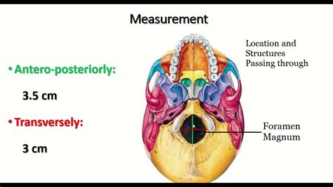 Occipital Bone Foramen Magnum