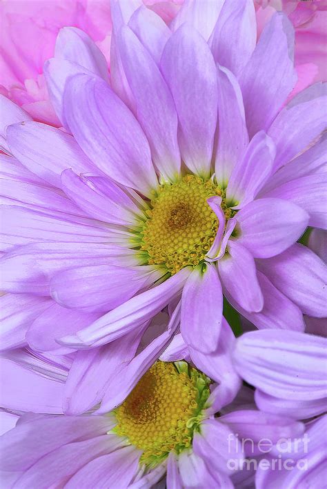 Lavender Daisies and Pink Carnation Photograph by Regina Geoghan