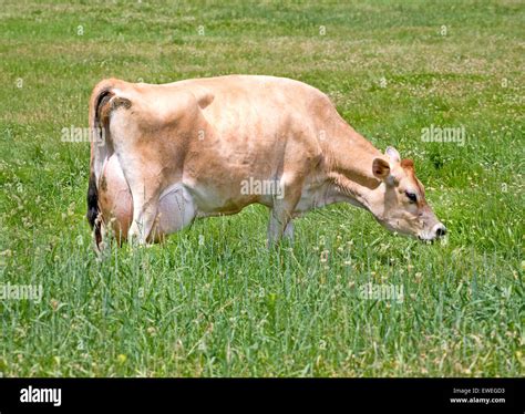 A Jersey cow, a breed of dairy cattle originally bred in the Channel ...