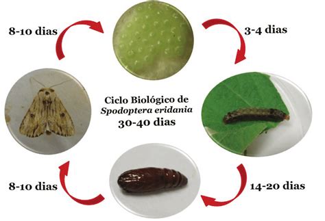 Spodoptera Litura Life Cycle