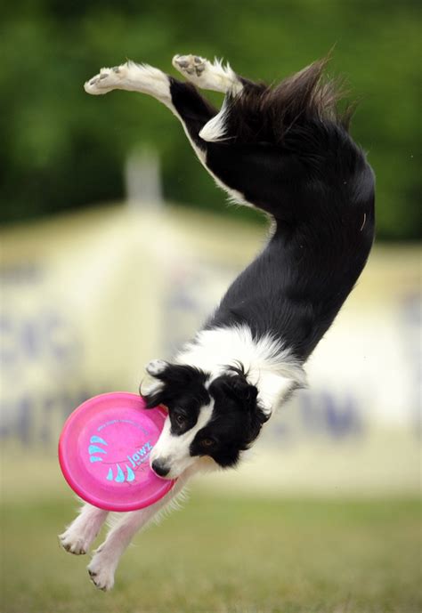 Frisbee-catching dogs are the best thing about summer | For The Win