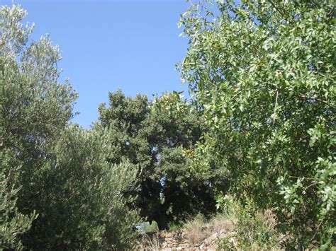 Pistachio Tree: Pictures, Images, Photos, Facts on Pistachio Trees