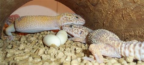 How To Take Care Of Leopard Gecko Eggs? | MyPetCareJoy