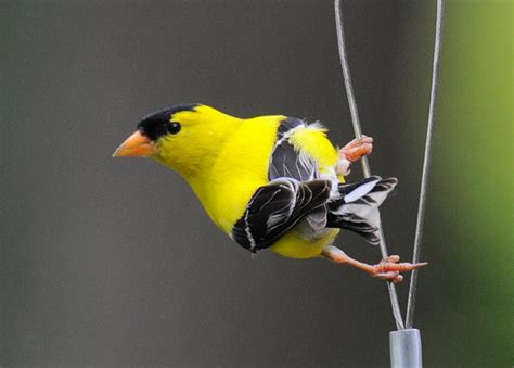 American Goldfinch Male And Female