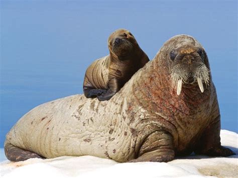 Walrus Pictures – National Geographic | Mother and baby animals, Baby ...