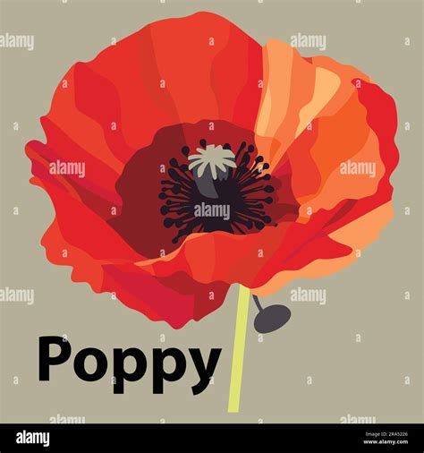 Flat poppy flower vector illustration Stock Vector Image & Art - Alamy