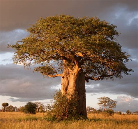 African Baobab Tree | BAO-MED