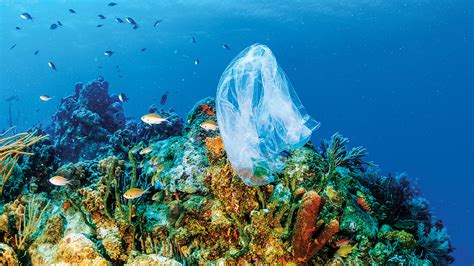 Coral Reefs In Danger Before And After