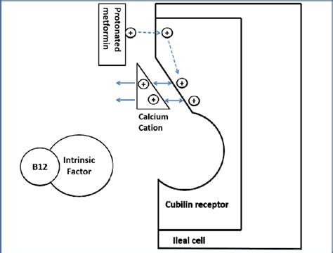 Mechanism of inhibition of vitamin B12 absorption by metformin. See ...