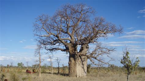 Carvings on Australia’s boab trees reveal a generation’s lost history ...